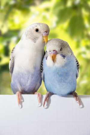 two birds are on a white background.の写真素材