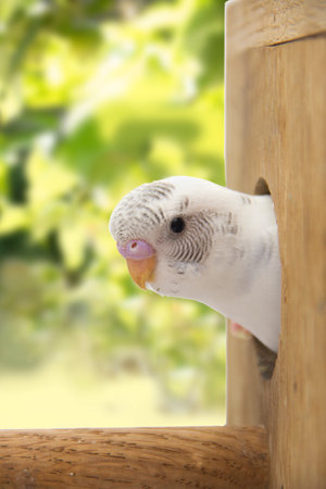 the little budgie is looking of the nest.の写真素材