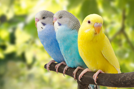 three budgies are in the roostの写真素材