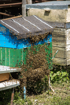 Close up of bees. Swarm of bees, their thousands and the queen bee. Catching the bee swarm....