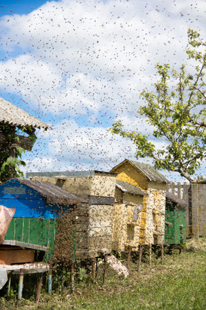 Close up of bees. Swarm of bees, their thousands and the queen bee. Catching the bee swarm....