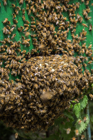 Close up of bees. Swarm of bees, their thousands and the queen bee. Catching the bee swarm....