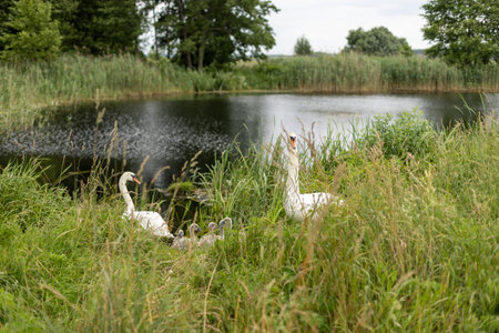 Parent swans and their ducklings on the shore of a lake. A family of swans resting in the grass.の写真素材