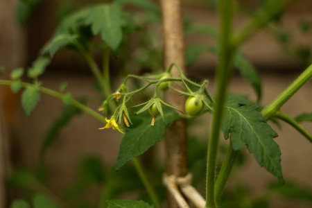 flowering branch of tomato in the garden. Tomato flower macro.の写真素材
