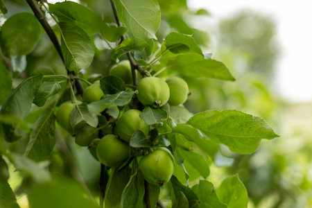 apples ripen on a branch in the gardenの写真素材