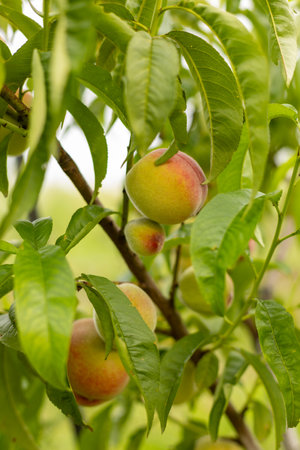 peach fruit ripens on a branch.の写真素材