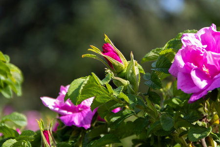red flowers on green bush.wild pink rose on a sunny day close up