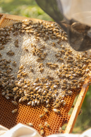 A frame with wax foundation full of honey is removed from the hive by the beekeeper