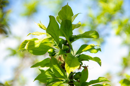 Green plum fruits ripen on a branch on a sunny day in spring close-up