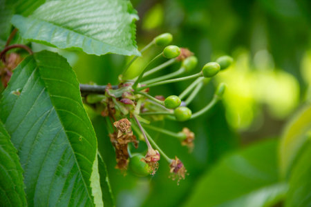 green cherry fruits ripen on a branch close-up. Green cherry berries in leaves are illuminated by the sun in springの写真素材
