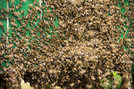 Close up of bees. Swarm of bees, their thousands and the queen bee. Catching the bee swarm....