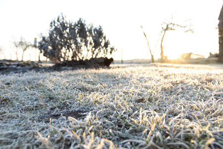 spring frosts on the grass in a garden plot at dawn without peopleの写真素材