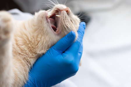 Healed gums in a cat after several teeth have been removed. Tooth extraction in a cat after advanced periodontitisの写真素材