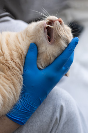 Healed gums in a cat after several teeth have been removed. Tooth extraction in a cat after advanced periodontitisの写真素材