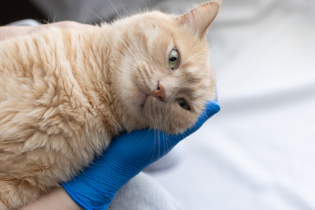 Healed gums in a cat after several teeth have been removed. Tooth extraction in a cat after advanced periodontitisの写真素材