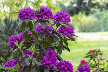Rhododendron blossom. Shrubs blooming with purple flowers. Flowers of bright colors, close-up. Blooming rhododendrons in a park or botanical garden. Natural background.の写真素材