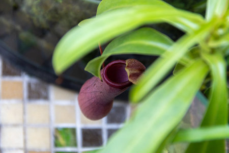 Nepenthes are insectivorous plants in the greenhouse. Nepenthes plant in the Gardens. Pitcher plant (nepenthes bicalcarata), Pitcher family (nepenthaceae)の写真素材