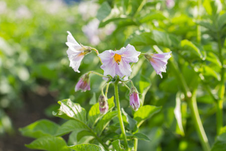 young potato sprouts with flowers on a farmer's garden plot on a sunny dayの写真素材