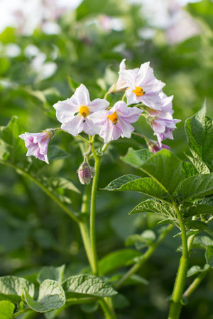 young potato sprouts with flowers on a farmer's garden plot on a sunny dayの写真素材