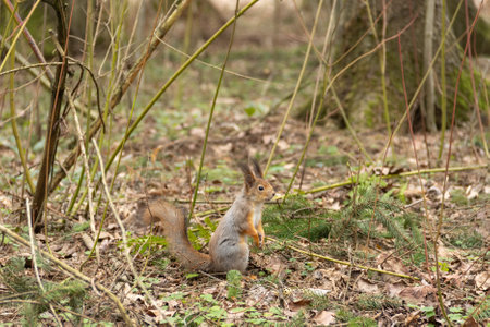 A young red squirrel looks interestedly at its habitat in springの写真素材