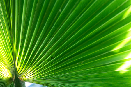 Green texture of banana palm tree leaf. Shadow on palm leaves. Nature background. Green texture of palm tree leaf. Nature background.の写真素材