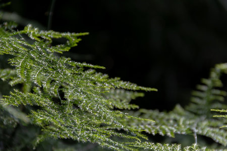 Asparagus plumosus with brightly rich green leaves on a dark background. Long, shallow leaves. Plant green background.の写真素材