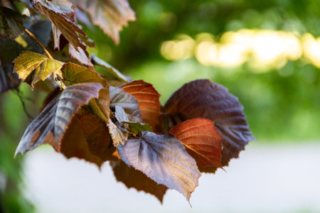 Tree branch with red leaves on a green background.の写真素材