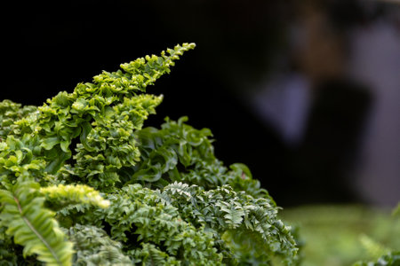 Nephrolepis exaltata. dark background. The Sword Fern. Fresh green fern bush in detail, looking into bush of fern in forest.の写真素材