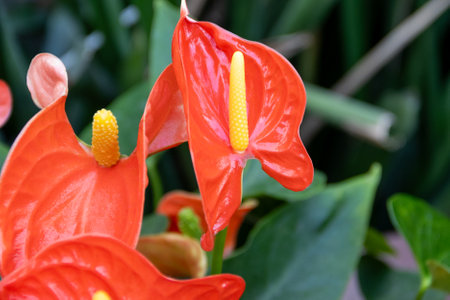 Anthurium flower close-up. Beautiful flowers in the botanical gardenの写真素材