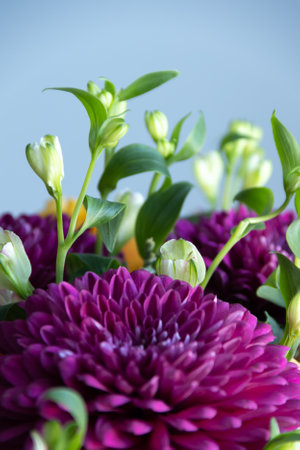 lilac dahlias with yellow roses in a bouquet on a light background close-up. bouquet of dahlias and roses on a light backgroundの写真素材