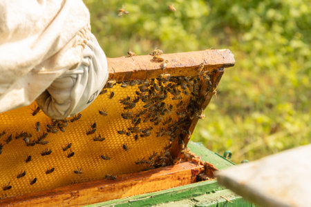A beekeeper in protective gear uses a smoker to inspect a wooden beehive in a lush outdoor setting.の写真素材