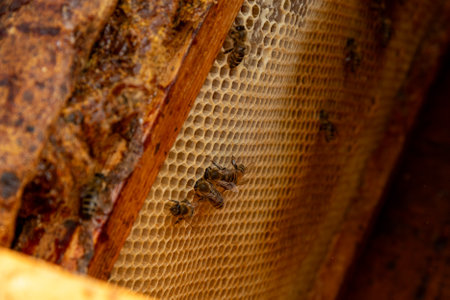 A beekeeper in protective gear uses a smoker to inspect a wooden beehive in a lush outdoor setting.の写真素材