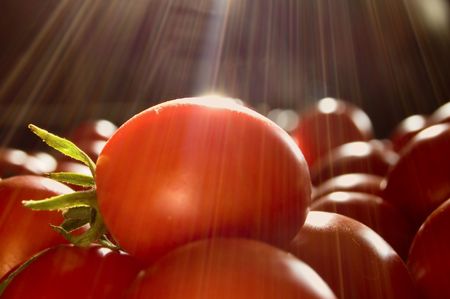 fresh red tomatoes in shafts of lightの写真素材