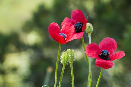 red poppyの写真素材