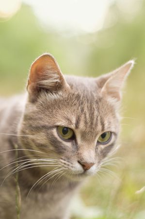 grey cat at natureの写真素材