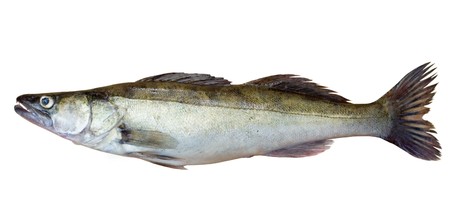 zander isolated over whiteの写真素材