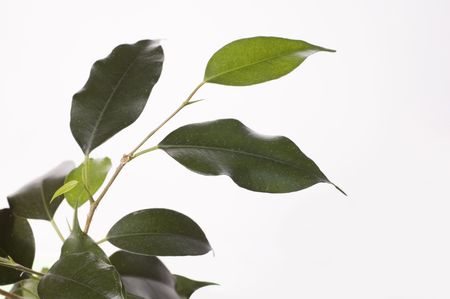 green leaves on white backgroundの写真素材