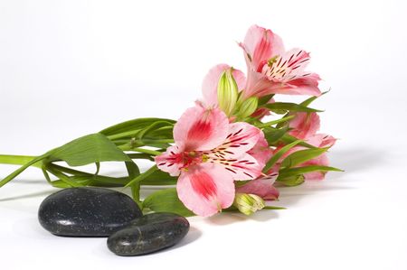 Spa still life with wild pink orchid isolated on white backgroundの写真素材