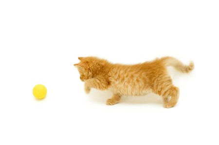 red kitten hunts for ball isolated on white backgroundの写真素材