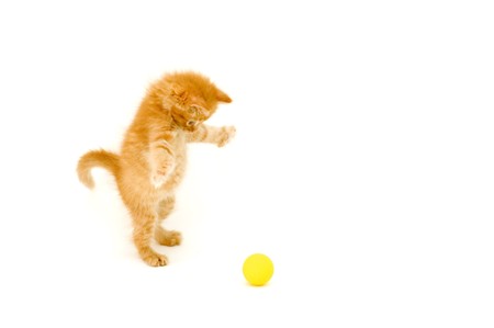 red kitten hunts for ball isolated on white backgroundの写真素材