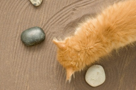 red kitten in garden of sand and stonesの写真素材
