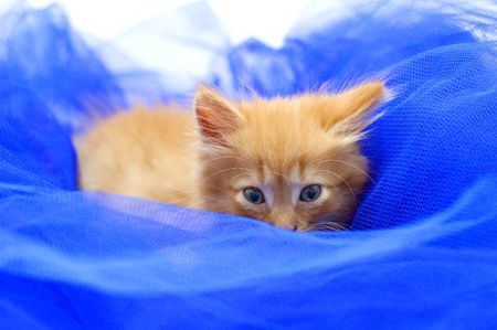 red kitten on blue textile studio shotの写真素材