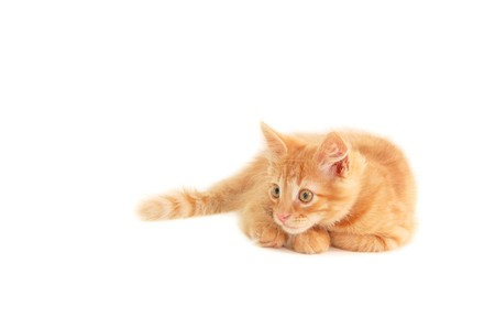 kitten red funny playful isolated on white backgroundの写真素材