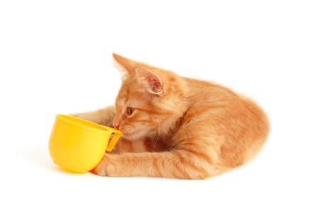 kitten sommelier smeel cup of drink isolated on white backgroundの写真素材