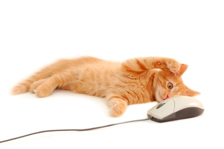 kitten playing with computer mouse isolated on white backgroundの写真素材