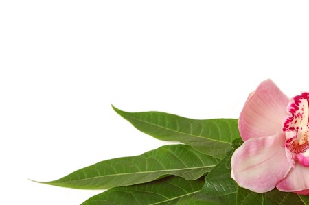 spa orchid isolated on white backgroundの写真素材