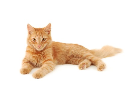 red kitten resting isolated on white backgroundの写真素材