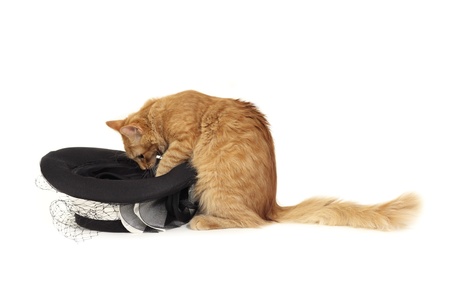 cat magician with hat isolated on white backgroundの写真素材
