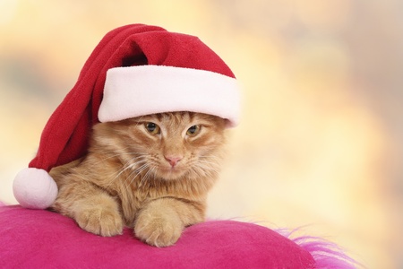 christmas cat relax on pillow isolated on light backgroundの写真素材