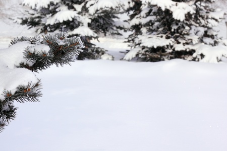 winter snow forest background